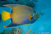 Holacanthus ciliaris Poissan ange royal suedois-Bonaire Keepsake-6m-20180221-Denis-ADER-DSC_7279_tn